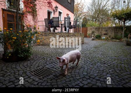 Schwein läuft frei im Hof vom Seniorenheim am Eifelhof in Marienrachdorf in Rheinland-Pfalz, wo die Senioren auch mit den Tieren in Kontakt kommen oder selbst am Hof arbeiten können. Stockfoto