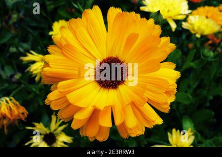 Eine schöne gelbe Ringelblume blüht im Sommer So Stockfoto