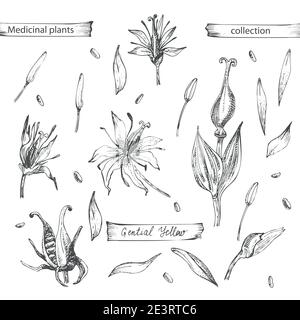 Set handgezeichnet von Gentian gelb, lebt und blüht in schwarzer Farbe isoliert auf weißem Hintergrund. Retro-Grafik im Vintage-Design. Botanische Skizze Stock Vektor