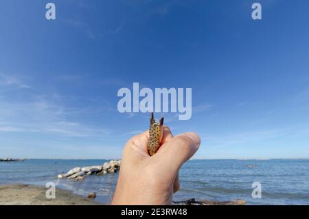 Nahaufnahme einer Hand, die eine Krabbe im Inneren hält, und einer Klaue ragt heraus Stockfoto