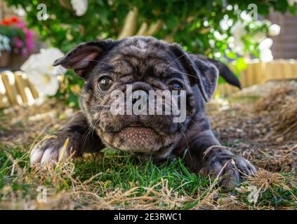 EIN WELPE FRUG, FRANZÖSISCH BULLDOG GEKREUZT MIT EINEM MOPS SPIELEN Stockfoto