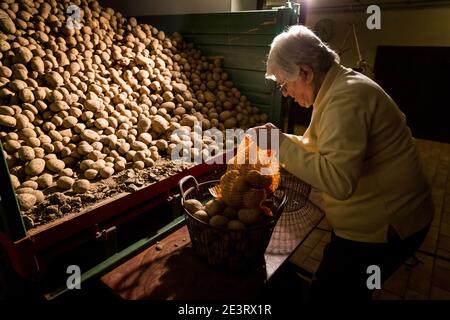Karl Heinz Degen 70, hier mit Agnes Seibert, die Kartoffeln in der Scheune verpackt, wohnt im Seniorenheim auf dem Eifelhof in Marienrachdorf in Rheinland-Pfalz, wo die Senioren auch mit den Tieren in Kontakt kommen oder selbst am Hof arbeiten können. Stockfoto