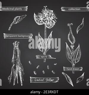 Set handgezeichnet von Gentian gelb, lebt und Blumen in weißer Farbe isoliert auf Kreidetafel Hintergrund. Retro-Grafik im Vintage-Design. Botanische Skizze Stock Vektor