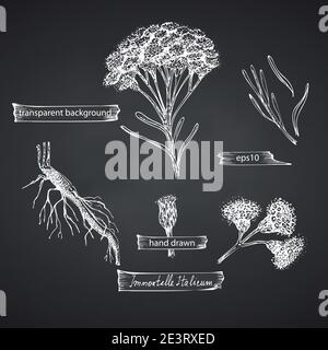 Set von Hand gezeichnet von Immortelle italienisch, Helichrysum Blumen in weißer Farbe isoliert auf Kreidetafel Hintergrund. Retro-Grafik im Vintage-Design. Botanisch Stock Vektor