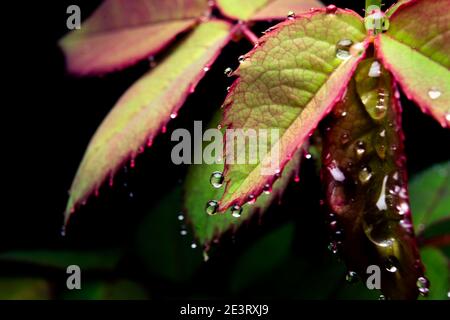 Violett grün gefärbte Rosenblätter mit Regentropfen an den Blatträndern und schwarzem Hintergrund. Stockfoto