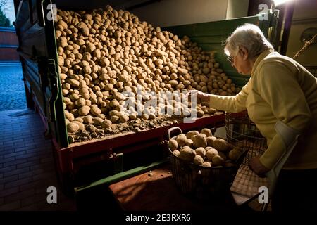 Karl Heinz Degen 70, hier mit Agnes Seibert, die Kartoffeln in der Scheune verpackt, wohnt im Seniorenheim auf dem Eifelhof in Marienrachdorf in Rheinland-Pfalz, wo die Senioren auch mit den Tieren in Kontakt kommen oder selbst am Hof arbeiten können. Stockfoto