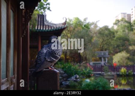 Vogel, Feral Pigeon, stehend und schlafend in einem chinesischen Park in Hong Kong Stockfoto