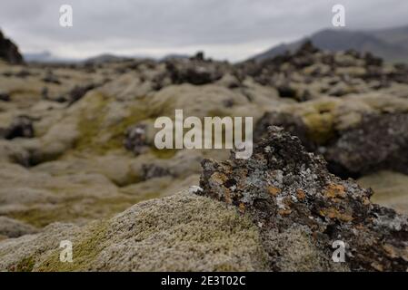 Felsenwiese auf dem Lavafeld in Island Stockfoto