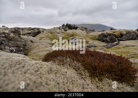 Felsenwiese auf dem Lavafeld in Island Stockfoto