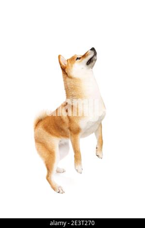 Shiba Inu Japanischer Zuchthund vor einem weißen Hintergrund Stockfoto