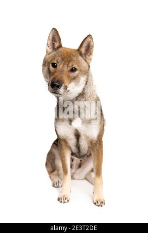 Shikoku Hund isoliert auf weißem Hintergrund Stockfoto