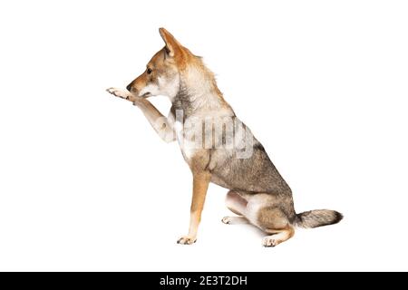 Shikoku Hund isoliert auf weißem Hintergrund Stockfoto