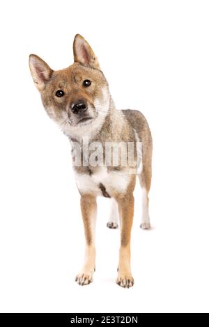 Shikoku Hund isoliert auf weißem Hintergrund Stockfoto