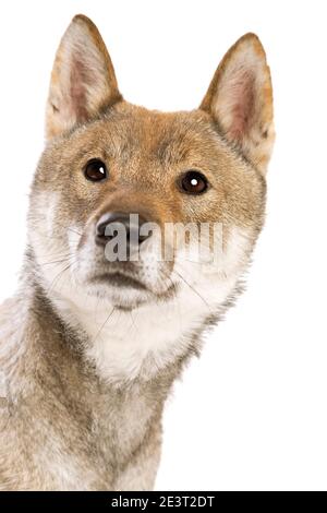 Shikoku Hund isoliert auf weißem Hintergrund Stockfoto