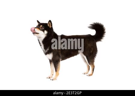 Schwarz und tan Shiba Inu japanischen Rasse Hund vor Mit weißem Hintergrund Stockfoto