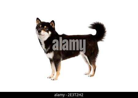 Schwarz und tan Shiba Inu japanischen Rasse Hund vor Mit weißem Hintergrund Stockfoto