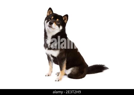 Schwarz und tan Shiba Inu japanischen Rasse Hund vor Mit weißem Hintergrund Stockfoto