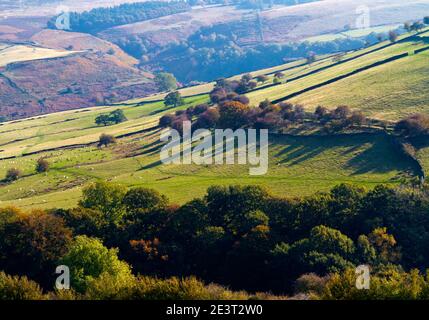 Herbstlandschaft mit Bäumen bei Abney Low bei Abney in The Peak District National Park Derbyshire England Großbritannien Stockfoto