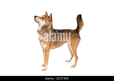 Shikoku Hund isoliert auf weißem Hintergrund Stockfoto