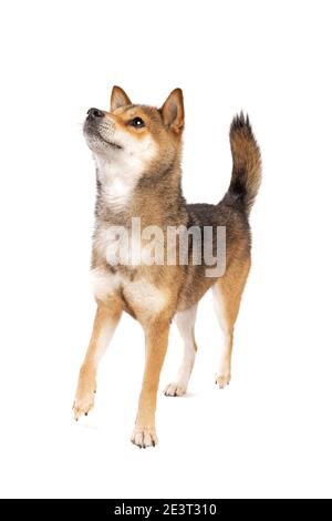 Shikoku Hund isoliert auf weißem Hintergrund Stockfoto