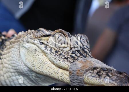 Blick in ein Alligatorenauge Stockfoto