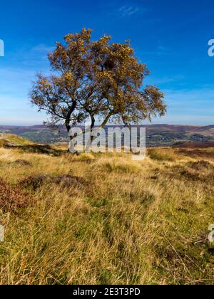 Herbstbäume in der Landschaft bei Eyam Moor in the Peak District National Park Derbyshire England Großbritannien Stockfoto