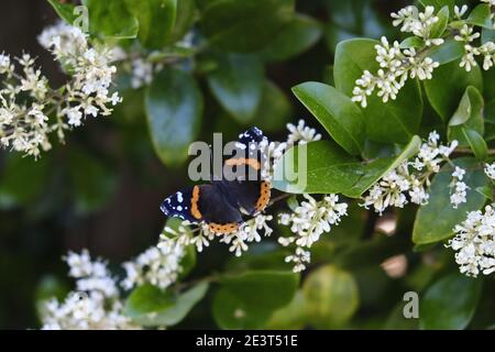 Roter Admiral (Vanessa atalanta) Schmetterling Ruhe und Fütterung Stockfoto