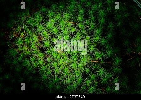 Draufsicht Nahaufnahme von sternförmigem grünem Moos (sagina subulata) Stockfoto