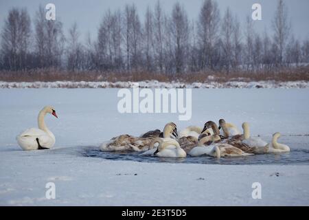 Schwäne erfrieren vor Kälte auf einem Wintereissee Stockfoto