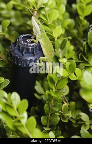 Grüne Anole (Anolis carolinensis) Auf einem Streuslerkopf in einer Hecke sitzend Stockfoto