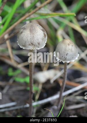 Panaeolus papilionaceus, bekannt als Petticoat Mottlegill, ein Mistpilz aus Finnland Stockfoto