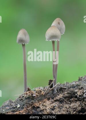 Panaeolus papilionaceus, Petticoat Mottlegill, ein Mistpilz aus Finnland Stockfoto