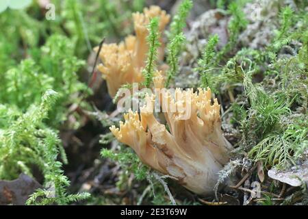 Ramaria eosanguinea auch bekannt als Ramaria flava, die hellgelbe Clavaria, ein wilder Korallenpilz aus Finnland Stockfoto