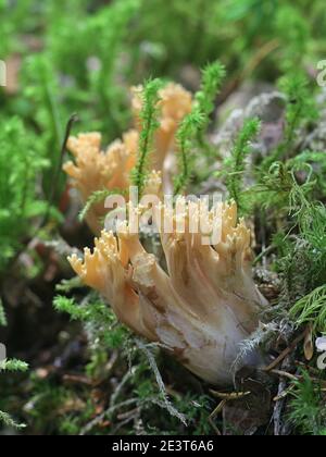 Ramaria eosanguinea (Ramaria flava), bekannt als hellgelbe Clavaria, ein wilder Korallenpilz aus Finnland Stockfoto