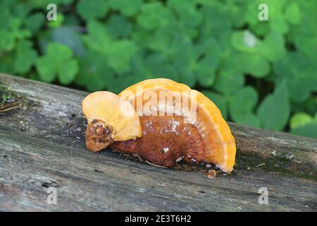 Pycnoporellus fulgens, ein orangefarbener Bracketpilz, der auf Birke in Finnland wächst, kein allgemeiner englischer Name Stockfoto