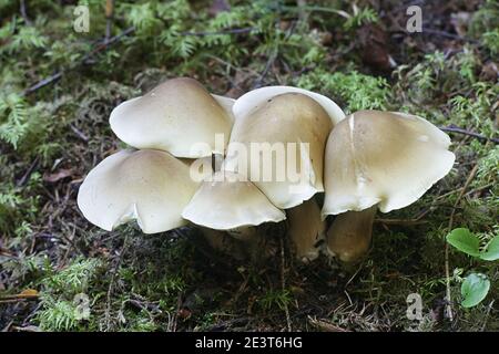Tricholoma saponaceum, bekannt als die Seife duftenden Fliegenpilz, seifigen Ritter oder Seife tricholoma, wilde Pilze aus Finnland Stockfoto