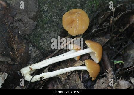 Pholiotina cyanopus, ein Psilocybin-Pilz mit keinem gemeinsamen englischen Namen, der in Finnland wild wächst Stockfoto