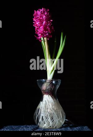 Rosafarbene Hyazinthe in voller Blüte, die in einer Glasbirne wächst Vase mit ihren Wurzeln auf schwarzem Hintergrund Stockfoto