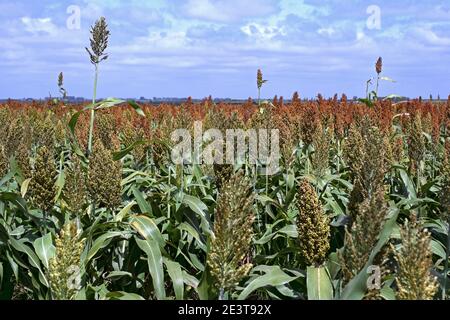 Feld mit kommerziellem Korn Sorghum, kultivierte Getreideernte für Getreide, Ballaststoffe und Futter in Uruguay Stockfoto