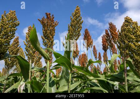 Feld mit kommerziellem Korn Sorghum, kultivierte Getreideernte für Getreide, Ballaststoffe und Futter in Uruguay Stockfoto