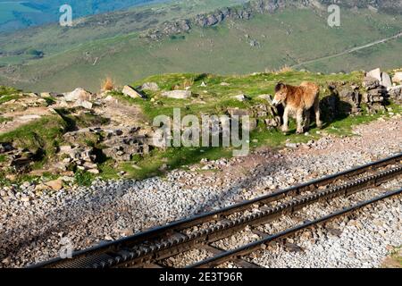 Wildes Pony zu Fuß in der Nähe der Zahnradbahn am Berg La Rhune. Französisch Baskenland. Frankreich. Schöne Landschaften, wilde Pferde und Zahnradbahn zieht Stockfoto