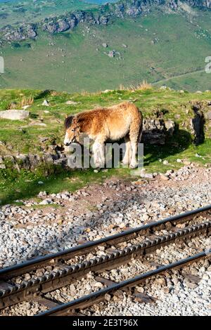 Wildes Pony zu Fuß in der Nähe der Zahnradbahn am Berg La Rhune. Französisch Baskenland. Frankreich. Landschaften, wilde Pferde und Zahnradbahn ziehen Touristen an Stockfoto