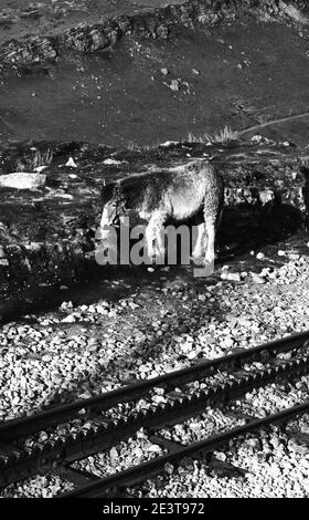 Wildes Pony zu Fuß in der Nähe der Zahnradbahn am Berg La Rhune. Französisch Baskenland. Frankreich. Historisches Foto in Schwarzweiß Stockfoto