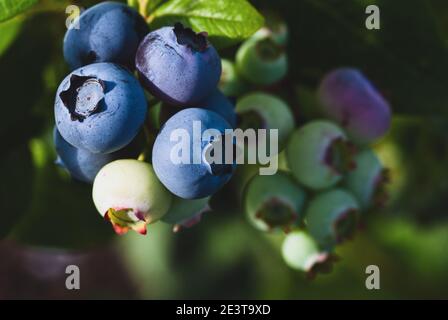 Reife und unreife Heidelbeeren auf dem Busch im Sonnenlicht, Nahaufnahme Stockfoto