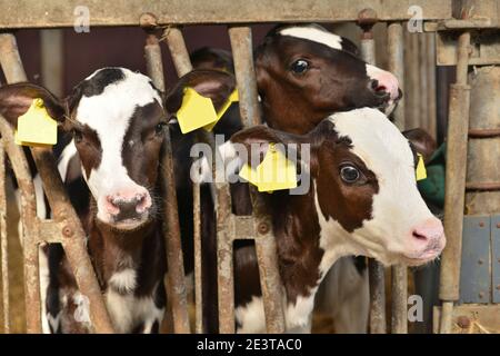 Drei neugeborene kleine rot-weiße Kälber Bos primigenius stier in A Bauernstall in den Niederlanden Stockfoto