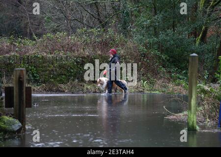 Holmfirth, Großbritannien. Januar 2021. Eine Frau geht mit ihrem Hund auf einem Pfad entlang einer überfluteten Fläche. Teile des Vereinigten Königreichs, darunter South Yorkshire und Greater Manchester, sind in hoher Alarmbereitschaft, da Sturm Christoph heftigen Regen bringt, der Überschwemmungen und weitreichende Störungen verursachen dürfte. Kredit: SOPA Images Limited/Alamy Live Nachrichten Stockfoto