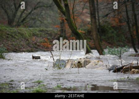 Holmfirth, Großbritannien. Januar 2021. Der Fluss steigt in West Yorkshire, während Sturm Christoph heftigen Regen nach Großbritannien bringt. Teile des Vereinigten Königreichs, darunter South Yorkshire und Greater Manchester, sind in hoher Alarmbereitschaft, da Sturm Christoph heftigen Regen bringt, der Überschwemmungen und weitreichende Störungen verursachen dürfte. Kredit: SOPA Images Limited/Alamy Live Nachrichten Stockfoto