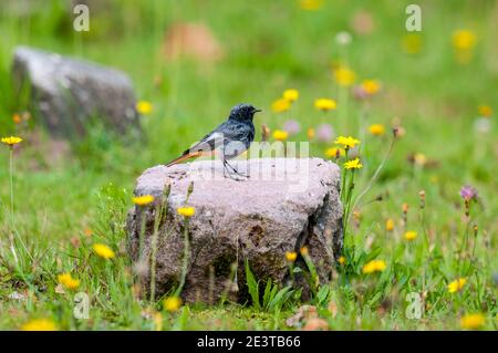 Ein erwachsener männlicher schwarzer Rottanz (Phoenicurus ochruros) Auf einem Felsen gelegen, umgeben von Löwenzahn und Klee Eine Wildblumenwiese im Mitteltal in der B Stockfoto