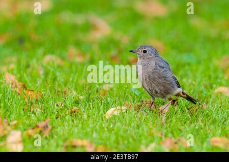 Ein junger Schwarzrotstart (Phoenicurus ochruros), der auf nassem Gras und gefallenen Blättern auf einer Wiese im Mitteltal im Schwarzwald läuft. Septemb Stockfoto