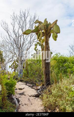Typische Küstenvegetation mit hohen Opuntia echios Kakteen Büschen am Strand von Dragon Hill, Santa Cruz Island, Galapagos Islands, Ecuador Stockfoto
